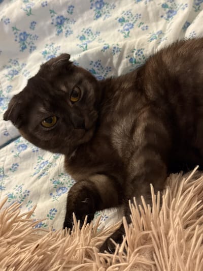 A dark-furred cat with distinctive folded ears is captured in a close-up, candid shot, lying on its back. Its fur, appearing dark brown or black, reveals subtle tabby-like markings across its body. The cat's striking yellow-amber eyes are wide open and directed straight at the viewer, conveying an alert and curious expression. Its head is slightly tilted, contributing to a relaxed yet engaged demeanor. The feline is resting on a white fabric, possibly a bedsheet, patterned with small clusters of blue flowers and green leaves. To the right, a fluffy, shaggy blanket or throw of a light beige or cream color partially covers the cat, its long fibers adding to the cozy atmosphere. The scene suggests an intimate, indoor setting, likely a home, where the cat is comfortably at rest. No specific time of day or weather conditions are discernible, nor is there any visible text. While the location context is Khrenovoye, Russia, the image itself offers no explicit visual cues to confirm this geographical detail.