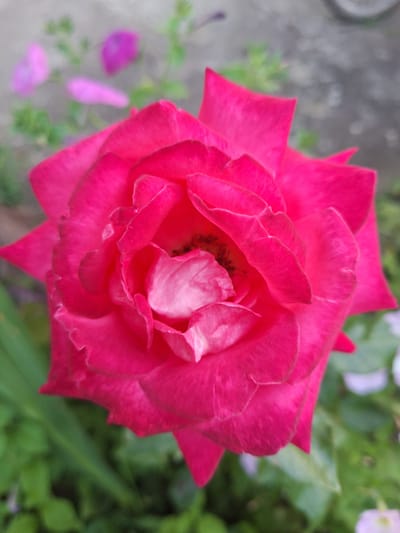 This is a close-up, vertical, eye-level, outdoor, natural light photograph of a vibrant pink rose. The rose is the dominant subject, filling most of the frame, with its petals unfurling in a spiral. The center of the rose is a lighter pink and white, with dark stamens visible. The background is softly blurred, showing green foliage and hints of other small, pale pink and purple flowers. The overall impression is one of natural beauty and delicate detail. The image appears to be taken in a garden setting, possibly in the city of Nabran, Azerbaijan, given the request. There are no people or animals present in the scene. The focus is entirely on the rose.