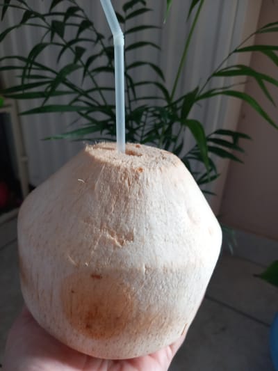 A human hand, light-skinned, holds a pale-colored, partially husked young coconut from below. A translucent white plastic straw is inserted vertically into a prepared opening at the top of the coconut. The coconut exhibits a textured, fibrous surface with some darker brown areas. In the blurred background, green leaves of an indoor foliage plant are visible against a light-colored, vertically striated surface, possibly curtains or blinds. A faint blue object is partially visible in the bottom right corner. The scene takes place indoors. There are no identifiable features within the image to specify the city of Drama, Greece, or any other geographical location.