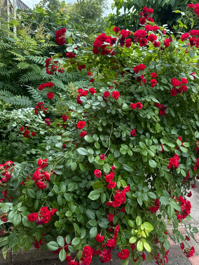 This media file is a close-up, vertically oriented photograph of a dense rose bush laden with small, vibrant red roses and lush green leaves. The roses are clustered together, with many in full bloom and some appearing as buds or in various stages of opening. The foliage is rich and varied, with some leaves appearing bright green and others a darker shade. In the background, out of focus, are hints of other greenery, suggesting an outdoor garden setting. To the right, a textured surface, possibly a wall or pathway made of stone or brick, is visible. The lighting suggests it could be daytime, possibly overcast, as there are no strong shadows, and the colors are rendered in a relatively soft, natural light. There is no visible text. The overall impression is one of abundant natural beauty and growth. The context provided places this scene in Lobacheve, Ukraine.
