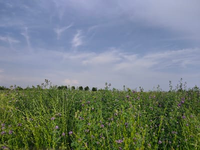 This is a wide shot of a field of green alfalfa, dotted with small purple flowers, under a bright blue sky with wispy white clouds. The foreground is filled with the dense foliage of the alfalfa, with some taller grasses interspersed. In the mid-ground, the field stretches towards a line of trees on the horizon, creating a distinct separation between the cultivated field and the natural landscape. The sky takes up approximately the top third of the image, with the clouds appearing light and scattered. The overall impression is one of a vast, open, and natural landscape, possibly during a warm, sunny day. There is no visible text or people in the image. The image evokes a sense of peace and natural beauty. The location is Arimjan, Kyrgyzstan.