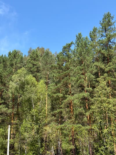 An image shows a dense forest with tall pine trees. A few lighter-colored birch trees are interspersed among the pines. The sky above is clear and bright blue with a few wispy clouds. The forest appears lush and green, indicating a healthy and vibrant ecosystem. The presence of a utility pole and wires suggests that this forest is located near a developed area, possibly on the outskirts of the city of Turbaza Katun', Russia. The scene is serene and natural, offering a sense of peace and tranquility.