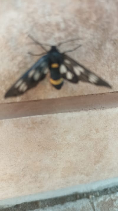 A moth with black wings, white and yellow markings, is resting on a tiled surface. The moth is positioned in the center of the image, with its wings spread open. The tiled surface appears to be outdoors, possibly on a patio or walkway. The background is out of focus, but appears to be a light-colored, textured surface. The image is taken from a slightly elevated angle, looking down at the moth. The overall impression is one of stillness and natural beauty. The location in Baryshivka, Ukraine, is not depicted in the image.