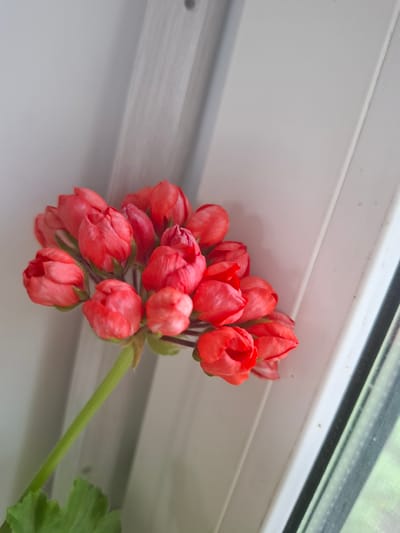 A cluster of bright pink, unopened geranium buds is positioned in the upper left quadrant of the image, angled towards the right. The buds are tightly packed, with some showing delicate green sepals at their bases. A thin, green stem extends diagonally downwards from the cluster, supporting a vibrant green leaf in the lower left corner. The background consists of a soft-focus, off-white wall with a subtle vertical textured pattern, possibly a curtain or blinds. To the right of the wall, a section of a white window frame is visible, with a dark-paned window showing a blurred green exterior, suggesting an outdoor environment. The lighting appears to be natural, possibly from the window. No people or actions are depicted. The location is identified as Sosnovka, Russia, though no specific urban elements are visible in the frame.