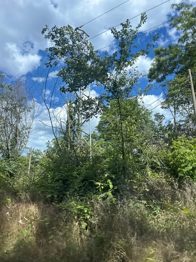 A low-angle outdoor, medium shot captures an overgrown natural area with an industrial element. In the upper portion of the frame, a metal pylon supporting electrical wires is visible, partially obscured by dense foliage. The sky above is a bright blue, dotted with fluffy white clouds. The majority of the image is filled with a variety of trees and undergrowth. On the left, several bare, spindly trees stand out against the green. The central and right sides of the frame are dominated by lush green leaves and branches of deciduous trees. In the foreground, dry grasses and wild vegetation create a textured foreground. The scene appears to be in a rural or semi-rural setting, possibly on the outskirts of Zvezditsa, Bulgaria, given the presence of the power line structure within a densely vegetated environment. No people or animals are visible in the image.