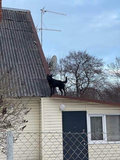 The scene depicts a black dog standing on the lower roof section of a two-story building in Morskoye, Russia. The building features an upper, steeply pitched roof covered with dark gray corrugated sheets, likely asbestos cement, showing weathering and minor damage. A multi-element Yagi antenna array is mounted on a pole near the peak of this upper roof. Below the main roofline, a cream-colored building facade with horizontal siding is visible. A dark blue/gray metal door with a small circular peephole is centered on this lower section, topped by a white spherical outdoor light fixture. To the right of the door is a white-framed window with closed horizontal blinds. The dog, a medium-sized canine with short black fur and a curled tail, is positioned on the slightly sloped, dark brown roof section that extends over the cream-sided facade. Its head is turned towards the viewer. In the background, numerous bare deciduous trees and shrubs are visible under an overcast, light blue-gray sky. A white satellite dish is mounted on the side of the upper roof structure, partially obscured. A chain-link fence runs across the foreground, partially obscuring the lower portion of the building.