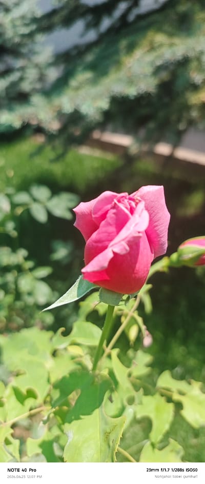 A close-up, vertical shot captures a vibrant pink rose in bloom against a softly blurred background of green foliage and trees. The rose is the primary subject, its petals unfurling in delicate layers. A small, green rose bud is visible to the right of the main bloom, also slightly out of focus. Below the rose, a stem and several leaves are visible, some with jagged edges, suggesting insect damage. The lower portion of the image displays text overlays: "NOTE 40 Pro 2026.06.25 12:07 PM" and "23mm f/1.7 1/288s ISO50 Nihajai tobei çumhurî". The scene appears to be an outdoor garden setting.