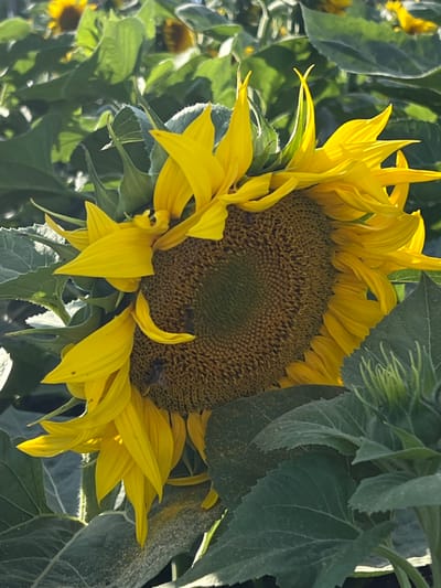 A close-up shot of a sunflower in Újezd u Brna, Czechia, shows its large, yellow petals unfurling around a brown, seed-filled center. Two small bees are visible on the sunflower's face, actively collecting pollen. The sunflower is surrounded by its own large, green leaves and the leaves of other sunflowers in the field. The lighting suggests it is daytime, with sunlight illuminating the scene.