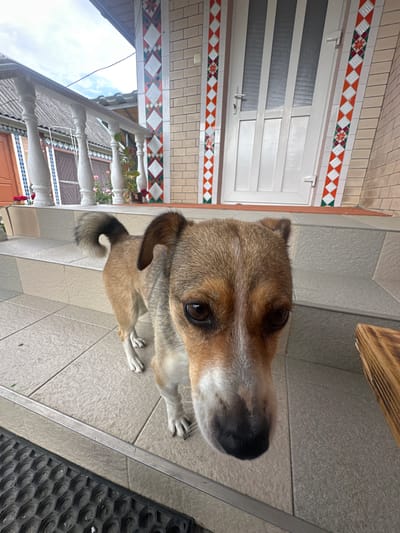 This is a photograph of a medium-sized dog with tan and brown fur, looking upwards. The dog is positioned in the foreground, partially obscuring the background. The background shows a tiled pathway leading towards a white door with a decorative tile border. To the left of the door, a white railing with decorative balusters is visible, with some plants and flowers in pots. The scene appears to be outdoors, possibly on a porch or stoop. The lighting suggests it might be daytime, though the sky is not clearly visible. The dog's expression could be interpreted as curious or expectant. There is no visible text in the image. The location context provided is Makiv, Ukraine.