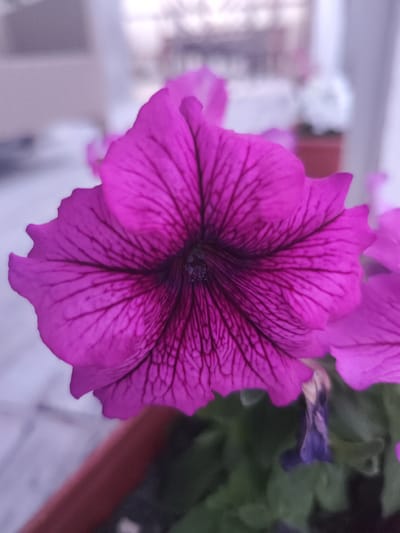 This is a close-up, low-angle photograph of a vibrant pink petunia flower with dark purple veins radiating from the center. The flower is in sharp focus, with its delicate petals and intricate veining clearly visible. The background is blurred, suggesting a shallow depth of field, and consists of muted tones of white, grey, and a hint of brown from a plant pot. A small, wilting purple flower is visible in the lower right portion of the image. The scene appears to be an outdoor setting, possibly a balcony or garden, in the city of Moskovsky, Russia, given the context provided. No people are present in the image.