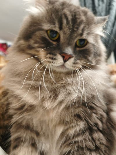 The image is a close-up, low-angle, vertical, full-body, natural light photograph of a fluffy grey tabby cat. The cat is facing the camera with its head tilted slightly to the left. Its fur is long and appears soft, with distinct tabby markings. The cat has large, expressive green eyes with black pupils, and a pink nose. Long white whiskers fan out from its muzzle. The background is out of focus and consists of neutral-toned surfaces, suggesting an indoor setting. There is no indication of the city of Morąg, Poland, or any other specific location. The scene depicts a domestic animal in a relaxed pose.