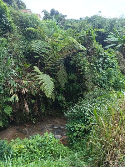 Lush greenery engulfs a shallow stream, its waters rippling over rocks. Ferns cascade from the verdant slopes, mingling with a variety of shrubs and trees, creating a dense, overgrown landscape. The scene evokes a sense of wild, untamed nature, where plant life thrives in abundance along the water's edge. A house is partially visible in the background atop a hill.