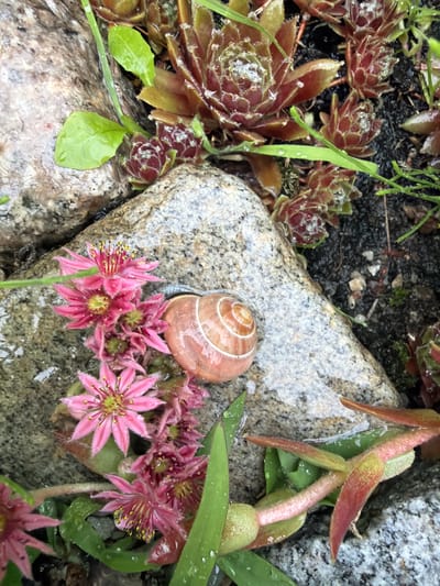 The image depicts a close-up of a garden scene, possibly in Дорожный, Russia, after a rain. The focus is on a snail shell resting on a wet, grey, speckled rock. Surrounding the rock are several pink succulent flowers with yellow stamen, appearing delicate and somewhat clustered. Green, elongated leaves and other succulent plants with reddish-brown rosettes are visible in the background, with some showing small water droplets. The ground appears to be dark soil mixed with small stones. The overall impression is one of a natural, damp, and tranquil outdoor setting.