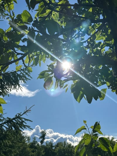 The image captures a sun-drenched sky peeking through the branches and leaves of trees, with a clear blue sky serving as the backdrop. The sun is prominently featured, its bright rays fanning out across the frame, creating lens flare effects. These flares are visible as streaks of light and circular glints, suggesting the sun is directly in or near the camera's line of sight. Lush green foliage, primarily leaves and branches, dominates the foreground and midground, creating a natural canopy. Some leaves appear darker, indicating they are in shadow, while others are illuminated by the sunlight. In the background, the dark green needles of coniferous trees are visible, along with fluffy white clouds scattered across the sky. The lighting suggests it is daytime, likely midday or early afternoon, given the intensity of the sun and the clear skies, though scattered clouds are present. The overall impression is one of a bright, sunny day in a natural, outdoor setting, possibly a park, forest, or garden. The image conveys a sense of warmth and the natural beauty of sunlight filtering through trees. No people, text, or specific activities are depicted. The location context of Piriutino, Russia, implies this scene is set within that geographical area.