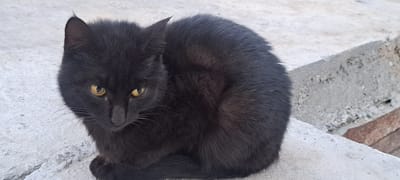 A black cat with yellow eyes sits hunched on a concrete surface. The cat is facing the viewer, with its body curled and its tail tucked underneath. The background consists of a rough, textured concrete surface with some loose gravel and a brick visible on the right side. The scene appears to be outdoors, possibly in a non-residential area given the concrete and brick. The lighting suggests it is daytime.