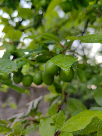 The image depicts unripe green plums hanging from a tree branch with several green leaves. Many of the leaves and plums have water droplets on them. The background is blurry, showing other leaves and branches, along with what appears to be a grey wall. The location is in Slatina, Bulgaria.