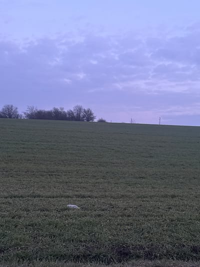 The scene depicts a rural landscape at twilight in Omarchevo, Bulgaria. The upper third of the image shows a muted lavender-grey sky with widespread, broken cloud formations. A dark horizon line runs across the middle of the image, representing a gentle rise of land. Along this horizon, a line of deciduous trees, mostly bare of foliage, is visible. To the far right on the horizon, a single utility pole with horizontal crossarms stands vertically. The lower two-thirds of the image consists of a cultivated field planted with a green, low-lying crop, displaying faint parallel rows consistent with agricultural practice. Approximately one-third of the way up from the bottom edge and slightly left of the vertical center, a single white, elongated object, consistent with a discarded plastic bottle, rests horizontally on the ground amidst the green crop. No individuals or active processes are observed within the frame.