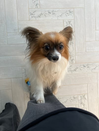 A medium-sized dog, likely a Papillon breed, sits on a tile floor with a floral pattern. The dog has tan and white fur, with a black and white muzzle, and is looking up at the camera. A leg clad in grey denim trousers and a black boot is partially visible on the right side of the frame, the dog sitting partially in between. A small blue and yellow toy sits on the floor near the dog. The location is undetermined as Городище, Russia is not clear from the image.