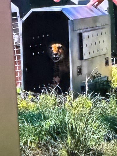 A cheetah is visible in a metal cage with a partially open roof. The cheetah is facing forward, with its mouth open and teeth visible. The cage has several small ventilation holes on its side. The cage is situated outdoors, with tall green grass in the foreground. The lighting suggests it is daytime. The specific location in Springboro, USA is not discernible from the image.