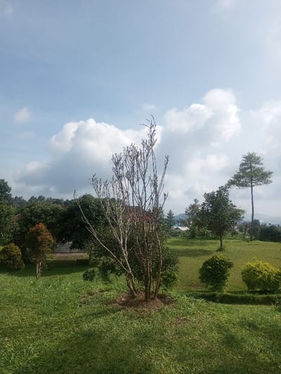 The image depicts an outdoor landscape in Đăk Pxi, Vietnam, characterized by green terrain under a partly cloudy blue sky. In the foreground, a leafless deciduous tree with multiple slender, dark-brown branches stands centrally, its base surrounded by a ring of darker soil. The ground is covered in green grass, with several smaller, dense green shrubs visible to the left and right of the central tree.

The midground features a sloping grassy area leading to a mix of deciduous and coniferous trees. To the left, a dense cluster of trees, one displaying reddish-brown foliage, partially obscures a structure with a reddish-brown roof and light-colored walls. Towards the right, a tall, slender coniferous tree stands prominently against the sky, with additional scattered green trees and bushes below it. In the distant midground, a light-colored building with a blue roof is visible. The background reveals undulating hills beneath large, white cumulus clouds. No individuals, animals, or observable actions are present within the scene.