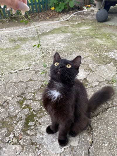 A black cat with yellow eyes and a white chest patch sits on a cracked concrete surface outdoors. The cat is looking upwards at a thin green vine held by a person's hand, which is visible at the top of the image. In the background, a green fence and some foliage can be seen. The scene appears to be in a yard or outdoor area.