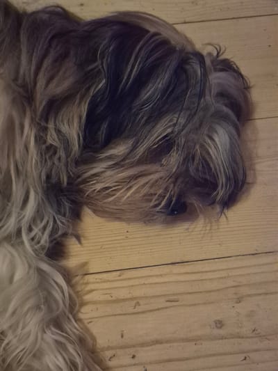 The image shows a close-up of a dog lying on a wooden floor. The dog is a large breed with long, shaggy fur that is a mix of brown, gray, and black. Its head is turned away from the camera, and its face is partially obscured by its fur. The dog appears to be sleeping or resting. The wooden floor is made of light-colored planks with visible grain and some minor imperfections. The lighting is dim, casting shadows that add to the relaxed atmosphere. The scene is indoors, possibly in a home. There is no visible indication of the location being in Астра-1 Днт, Russia, as there are no identifiable landmarks or contextual clues within the image itself.