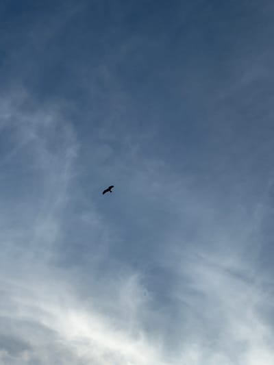 The image shows a bird in flight against a backdrop of a cloudy sky. The sky is a mix of dark blue and white clouds. The bird appears to be in silhouette. There is no information within the image to identify its location within the city of Kettering, United Kingdom.