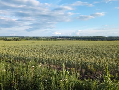 The image captures a wide expanse of a green wheat field under a bright blue sky dotted with fluffy white clouds. In the distance, a line of trees forms a horizon, beyond which a small cluster of buildings, suggesting a village or settlement, is visible. The foreground is bordered by taller green grasses and small white wildflowers, indicating the edge of the field. The overall scene is one of rural tranquility, bathed in natural light. This appears to be a landscape photograph taken in an open, agricultural area, potentially in or around the village of Вышки, Russia, given the vegetation and sky. There are no people or animals visible in the image.