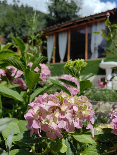This is a close-up, eye-level, outdoor, medium shot of pink hydrangeas in a garden. The flowers are in the foreground and are in focus, while the background is blurred. Behind the flowers, a wooden building with large windows and white curtains can be seen. To the right of the building, there is a white pedestal with a decorative top. The sky above is partly cloudy with patches of blue. The overall scene appears to be in a rural or suburban setting. No people or animals are visible in the image. The location is identified as Siumsa, India.