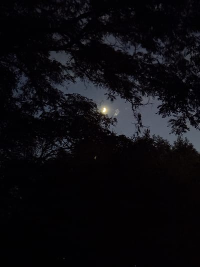 A photograph taken at night in Masalovka, Russia, captures a dimly lit scene dominated by the silhouettes of trees against a dusky sky. The moon, a sliver of light, is visible through a gap in the foliage. The foreground and lower half of the image are obscured by deep shadows cast by the dense tree canopy. The overall atmosphere is dark and serene, with the faint glow of the moon being the primary light source.