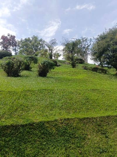 A vibrant green hillside is neatly terraced. Lush grass covers the slopes, punctuated by shrubs and trees at the summit. The trees include a mix of broadleaf and fern-like varieties. The sky above is a pale blue with wispy clouds. The bottom of the hillside is hidden by more vegetation.