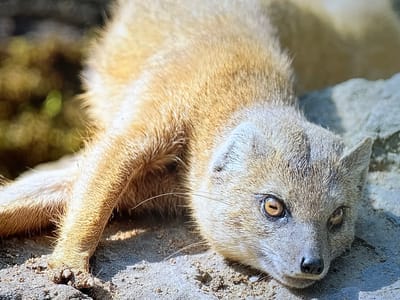 A light-colored mongoose or similar small mammal is captured in a close-up, lying on sandy and rocky ground in Karadjovo, Bulgaria. The animal's fur is primarily sandy-gold and brown over its body, transitioning to a lighter, grayish-tan on its face and head. Its head is resting directly on the textured ground, and one front paw is extended forward.
The mongoose has striking amber-brown eyes with dark, elongated pupils, and a dark-tipped snout adorned with long, prominent whiskers. Its ears are small and slightly rounded. The lighting is bright and natural, suggesting a clear, sunny daytime environment, with distinct highlights and shadows across its fur and the ground. The background is softly blurred into greens and browns, indicative of an outdoor, natural habitat or enclosure. The animal appears calm and relaxed, seemingly resting while observing its surroundings. No visible text is present in the image.