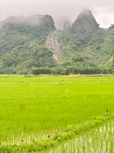 A bright green, flooded rice paddy dominates the foreground of this outdoor, overcast image, stretching towards the middle ground. Several short, dark posts are visible in the paddy, some partially submerged in water, while a low line of green vegetation marks the edge of a section of the field. In the middle ground, a flatter, less flooded area of rice paddy contains a few small, white birds and a reddish-brown, rectangular object, possibly a tarp or a covered bundle. Further back, a dense line of green trees and shrubs forms a visual barrier, backed by steep, verdant, mist-shrouded mountains. The sky is a uniform, pale gray, indicating cloudy conditions. The overall scene depicts a rural agricultural landscape in Tân Thanh Commune, Vietnam.