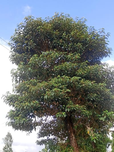 A full-frame shot captures a robust tree with a dense canopy of green leaves against a blue sky with scattered clouds. The tree's thick branches are visible amidst the foliage, and the textured bark of its trunk is prominent in the lower frame. Smaller trees are seen in the background. The composition showcases the tree's height and breadth, occupying a significant portion of the frame.