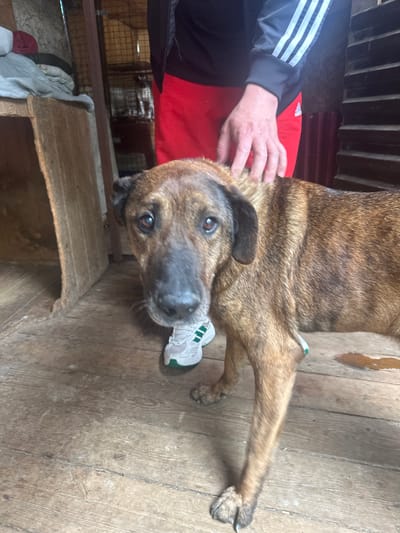The image depicts a medium-sized brown brindle dog lying on a weathered wooden floor. The dog has a black muzzle and dark eyes. A person is seen reaching down to pet the dog, wearing a black jacket with white stripes on the sleeve and a red shirt. A white sneaker with green accents lies near the dog's head. The background includes a wire cage and miscellaneous items stored on a shelf. The location is specified as Kazachiy Brod, Russia.