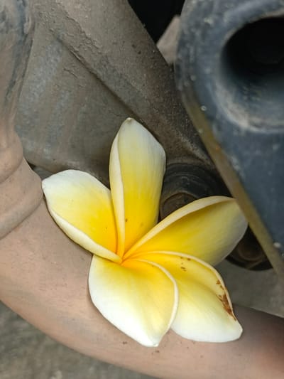 A single yellow and white Plumeria flower rests on a brown, curved surface, possibly a pipe or a car part. The flower's petals are soft and delicate, with a vibrant yellow center fading to white at the edges. Some petals show brown spotting, indicating slight wilting or damage. In the background, rough, grey, and black surfaces suggest an industrial or mechanical setting. The overall scene is dimly lit, with shadows obscuring some details. The location is identified as Binong, Indonesia, but the image itself provides no direct visual cues to confirm this specific location within the city. The composition is a close-up shot, focusing primarily on the flower and its immediate surroundings.