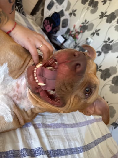 A tan-colored Pitbull dog is lying on its back on a bed with white and blue striped bedding. The dog's mouth is wide open, revealing its teeth and pink tongue. A human hand with a gold ring is gently touching the dog's cheek. The dog has white markings on its chest with brown spots. In the background, there is a floral patterned wallpaper in shades of grey and white. A table to the left of the dog holds a black and white patterned object and a vase of pink flowers. The location is assumed to be Mihailovo, Bulgaria, but no evidence in the image confirms this.