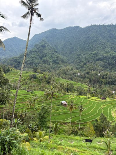 This image depicts a verdant, mountainous landscape in Sekumpul, Indonesia, dominated by extensive agricultural terraces. The foreground presents dense green foliage and a black fabric swing suspended from ropes, positioned in the lower right. The midground is characterized by multiple tiers of bright green rice paddies, meticulously carved into the hillsides in curved, stepped formations. Numerous tall, slender palm trees are interspersed among the terraces and the surrounding tropical vegetation. At least three small, rustic structures with brown roofs are visible within these paddies. Thin utility lines or cables horizontally traverse the midground, appearing to be supported by some of the taller palm trees. The background consists of steep, densely forested mountains receding into the distance, beneath an overcast, light gray sky. No individuals or specific actions are visible within the frame.