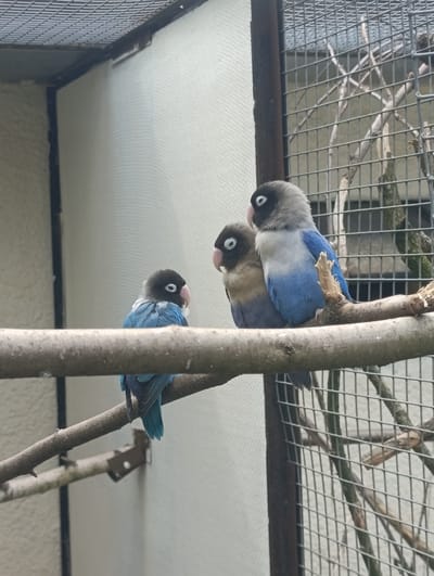 Three lovebirds are perched on a branch in an aviary. The bird on the left is mostly blue with a grey head and black eye markings. The bird in the middle is a brownish-grey color with a darker head. The bird on the right is primarily blue and grey with a darker head. The aviary has a wire mesh enclosure and a light-colored wall in the background. The image does not provide any information about the city of Akatovo, Russia.