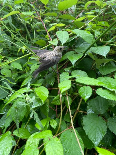 A small, speckled bird with dark wings and tail is perched on a thorny branch amidst lush, wet green foliage. The leaves are large and have serrated edges, with many droplets of water visible on their surfaces, suggesting recent rainfall. The bird is facing left, with its beak slightly open. The background is a dense blur of more green leaves and branches, indicating a natural, overgrown environment. The scene is set in the village of Lipniki, Russia.
