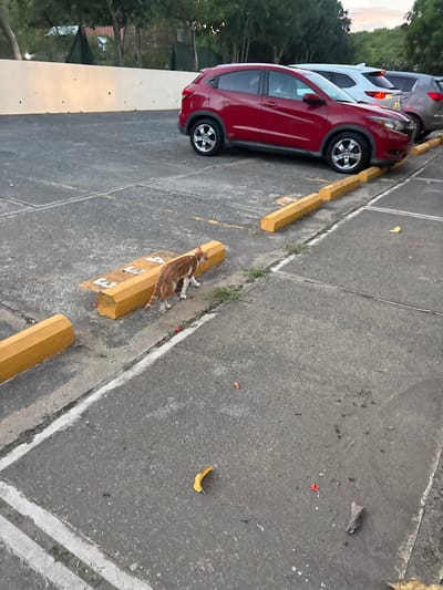 The image displays an outdoor asphalt parking lot in Olde Yard Village, British Virgin Islands, during twilight. An orange and white cat is positioned centrally, walking from left to right between two yellow concrete parking blocks. Its head is oriented downwards, and its tail is slightly elevated. A yellow concrete parking block, marked with the white numbers "33," is visible directly behind the cat. A red Honda HR-V compact SUV is parked facing right, its front bumper resting against a yellow parking block. Behind the red SUV, a silver SUV and a dark grey SUV are also parked. The background features a low, light-colored wall with several dark circular indentations, backed by a dense line of green trees. The asphalt surface of the parking lot exhibits white painted lines marking parking spaces and scattered debris, including a curved yellow leaf-like object, small red fragments, and dark organic matter. Patches of green weeds and grass are present along the edges of the concrete and asphalt. The sky in the upper right quadrant displays a gradient of light blue, pink, and orange hues.