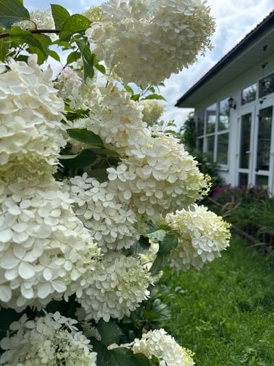 A close-up, low-angle outdoor shot showcases clusters of white hydrangeas in full bloom. The flowers, with their numerous delicate petals, dominate the foreground. In the background, a white building with large windows and a dark roof is visible. The building appears to be a house or a conservatory. Adjacent to the building, there is a well-maintained green lawn and some landscaping with plants. The sky above is partially cloudy. The image is focused on the hydrangeas, with the building and lawn slightly out of focus, suggesting it is taken in the village of Romashkino, Russia, during a sunny day. There are no people visible in the image.