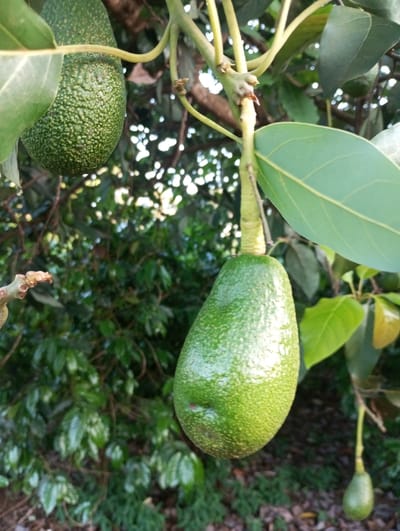 The image presents a close-up view of ripening green avocados hanging from a tree, set in an outdoor environment, likely an orchard or garden in Mururi, Kenya.

The primary subject is a large, oval-shaped avocado in the foreground, suspended from a sturdy, pale green stem. Its skin is a vibrant light green, glossy, and subtly textured with small, raised bumps. To the upper left, partially hidden by a leaf, hangs another avocado, noticeably larger and rounder, featuring a rougher, distinctly pebbled, darker green skin. Further in the background, a much smaller, developing avocado can be seen.

The avocados are attached to branches with fresh green leaves of varying sizes. The branches and stems themselves are a lighter green, with some small, undeveloped buds or remnants of flowers visible on the main stem in the upper center. The background is filled with a dense, lush canopy of deep green foliage from other trees and bushes, indicating a natural and fertile setting. The natural lighting suggests it is daytime, with bright patches filtering through the leaves, implying a clear, possibly sunny, day. There are no people or visible text in the image. The scene evokes a sense of growth and natural abundance.