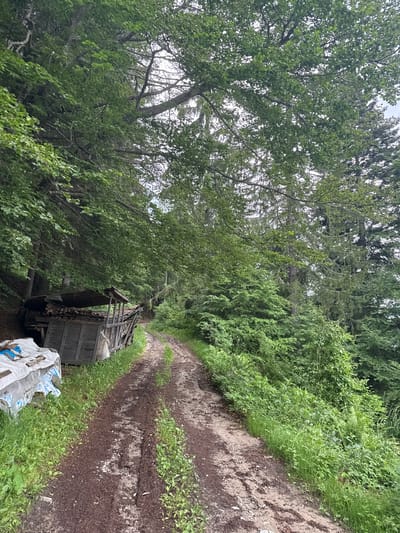 The image depicts a muddy dirt road winding through a dense forest. On the left side of the road, a rustic wooden structure, possibly a shed or shelter, is visible, storing a pile of firewood. Some white tarp-covered objects are stacked in front of the structure. The road itself shows tire tracks and evidence of recent rainfall, with puddles and damp earth. Lush green foliage, including trees and undergrowth, densely covers the surrounding area, indicating a natural, undeveloped environment. The sky is overcast, contributing to the diffused lighting of the scene. The overall impression is one of a remote, natural setting, possibly in the outskirts of Momchilovtsi, Bulgaria, given the context. There are no people or animals visible in the image.