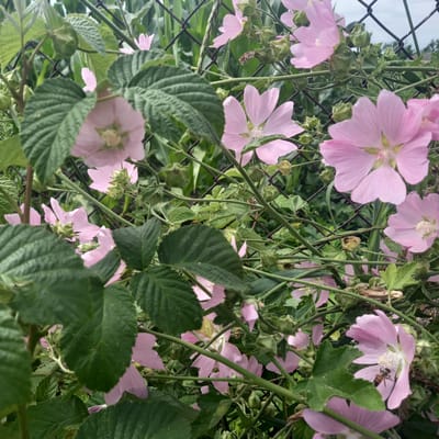 In Cepeleuți, Moldova, a close-up, eye-level shot captures a cluster of vibrant pink mallow flowers intertwined with green foliage and a chain-link fence. The flowers, with their delicate, ruffled petals and yellow centers, are the focal point, some in full bloom and others in bud. A bee is visible on one of the flowers, actively engaged in pollination. The background is a blur of green, likely representing a field of crops, and the sky is overcast. The scene is natural and serene, depicting a moment of life and activity within a rural landscape.