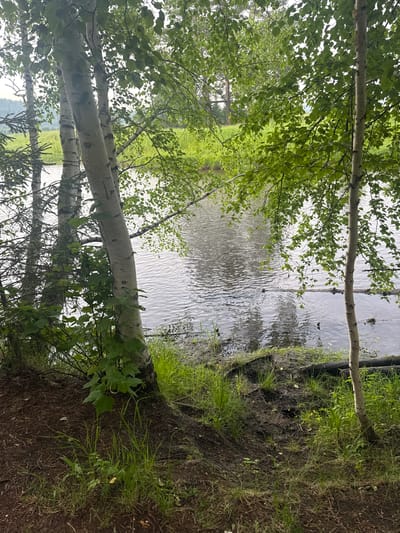 In Savvateevka, Russia, a serene natural scene unfolds along the bank of a calm river. Tall, slender birch trees with their distinctive white bark dominate the foreground, their branches laden with lush green leaves that create a dappled canopy. To the left, a dense cluster of evergreen trees adds a contrasting texture to the landscape. The river, its surface rippling gently, reflects the overcast sky and the surrounding foliage, creating a muted, ethereal ambiance. The riverbank is a mix of damp earth, exposed tree roots, and verdant grasses, with scattered fallen logs adding to the rustic charm. The overall impression is one of tranquil, untamed beauty.