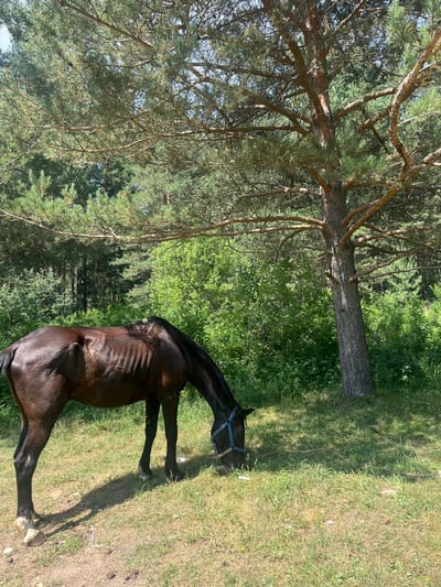 A dark brown horse is grazing on a grassy field next to a pine tree. The horse is in the foreground, facing right with its head down to the grass. The horse appears thin, with its ribs visible. Behind the horse, a dense forest of pine trees and green bushes extends into the background. The sky is visible through the branches of the pine tree in the foreground. The image appears to have been taken on a sunny day. The location is identified as the city of Ridder, Kazakhstan, suggesting a natural, possibly rural or semi-rural setting.