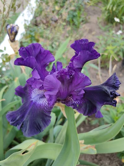 This is a close-up, eye-level shot of a vibrant purple iris flower in bloom. The iris is the main subject, with its velvety petals unfurling in intricate layers. The flower is positioned centrally in the frame, with its complex stamen and petal structure clearly visible. The background is softly blurred, showing a mix of green foliage and dry soil, suggesting an outdoor garden setting. The lighting appears natural, possibly from an overcast day, which highlights the rich color of the iris without harsh shadows. There are no people visible in the image, and the focus is solely on the beauty of the flower. The location in Kryukov, Russia, is not discernible from the visual information in the photograph.