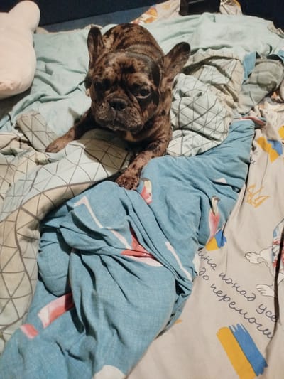 A brindle French bulldog rests on a bed covered in various patterned blankets. The dog is positioned in the center of the frame, with its head facing the viewer. Its paws are extended outwards. To the left of the dog, a large, light-colored plush toy is visible. The blankets display a mix of geometric patterns and some with pictorial elements, including what appear to be birds and stripes in blue and yellow, possibly referencing the Ukrainian flag. The setting is indoors, on a bed. The image does not contain any information about the specific location in Malooleksandrivka, Ukraine.
