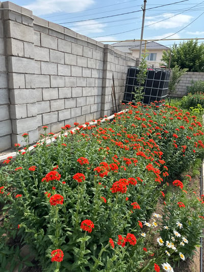 The image shows a residential backyard in Қосшы, Kazakhstan, on a sunny day. A tall, grey concrete block wall runs along the left side of the frame. In front of the wall, a dense bed of vibrant red flowers with green stems and leaves fills the foreground. To the right of the flowers, a few white daisies with yellow centers are visible. Behind the flowers and wall, a large black water tank sits next to a residential building with a light-colored roof. Power lines are strung across the sky, and trees and bushes are present in the background. The scene appears to be a well-maintained garden area within a private property. There are no people visible in the image.